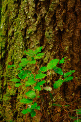 a picture of an Pacific Northwest forest with a Douglas fir tree and salal