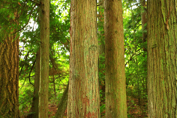 a picture of an Pacific Northwest forest