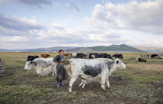 mongolian woman milking a cow