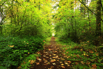 a picture of an Pacific Northwest forest trail