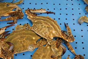 fresh blue crab in market
