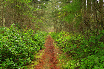 a picture of an Pacific Northwest forest trail