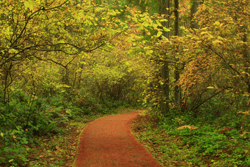 Obraz premium a picture of an Pacific Northwest forest trail