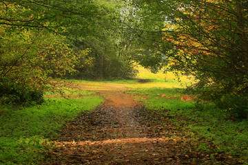Naklejka premium a picture of an Pacific Northwest forest trail