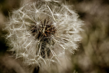 Dandelions