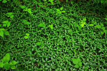 a picture of an Pacific Northwest rainforest ground cover