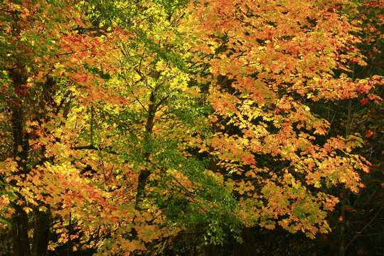 a picture of an Pacific Northwest forest with maple trees in fall
