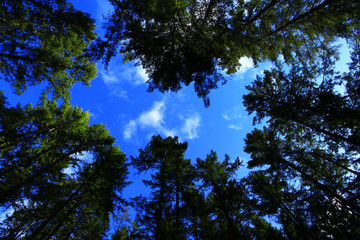 a picture of an Pacific Northwest conifer trees and sky