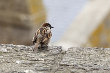A Sparrow sitting on a stone fence