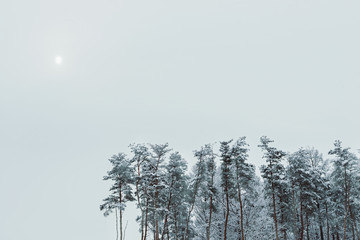 雪の森林、冬の風景。