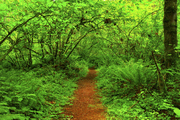 a picture of an Pacific Northwest forest trail