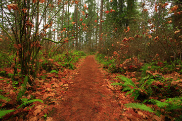 Fototapeta premium a picture of an Pacific Northwest forest trail