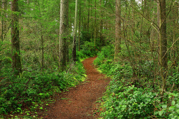 a picture of an Pacific Northwest forest trail