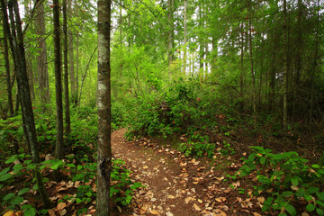 a picture of an Pacific Northwest forest trail