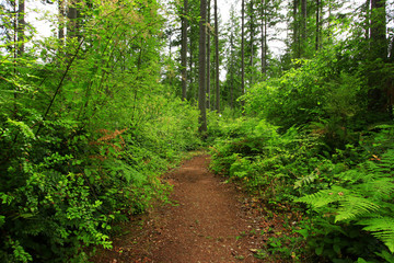 Obraz premium a picture of an Pacific Northwest forest trail
