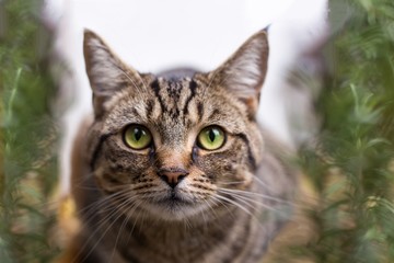 A close up image of a young tabby cat