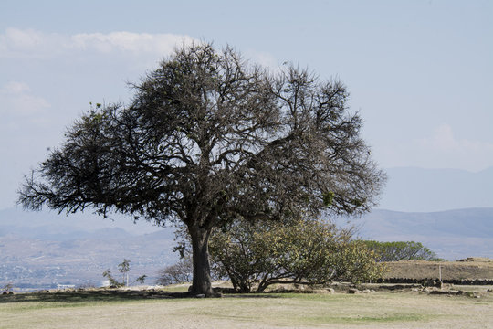 Monte Alban,Oaxaca