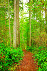 Fototapeta premium a picture of an Pacific Northwest forest trail