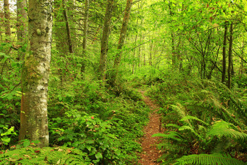 Obraz premium a picture of an Pacific Northwest forest trail