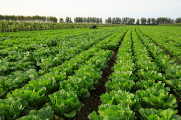 Fototapeta na wymiar chinese cabbage crops in growth at field