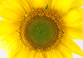 Single sunflower isolated on white background