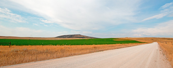 Fototapeta na wymiar Dirt country road next to uncut Alfalfa field in Montana United States