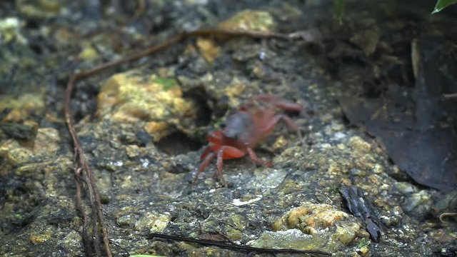 Little Waterfall Crab Hunting Ants in Thailand
