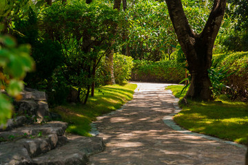 Fototapeta na wymiar Trail in the tropical jungle in the afternoon. Tropic in the park. Stone road in forest