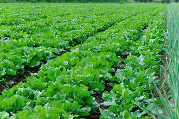 chinese cabbage crops in growth at field