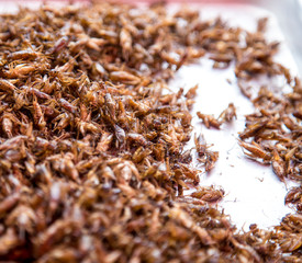 Thai traditional food grasshoppers,larvae