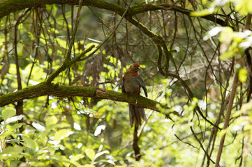Mountain rosella in bush