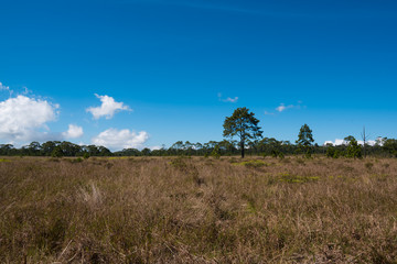 Obraz premium Summer morning landscape on buckwheat field with weeds. Beautiful after sunrise landscape with trees and fields.