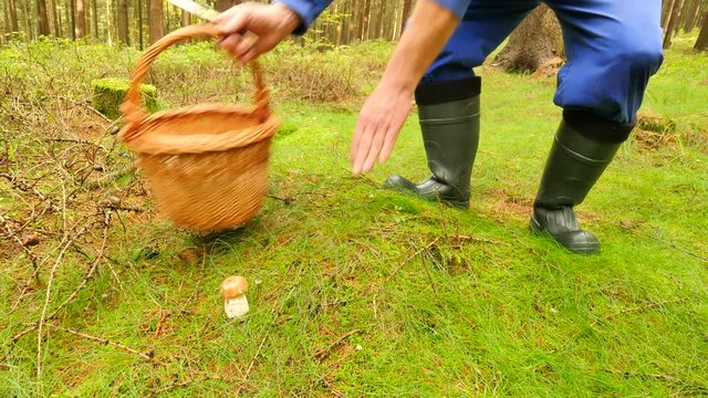 Old man in gum boots find mushroom in moss. Hands uproot and cut off boletus mushroom by thin blade knife, than hands placing mushroom into wicker basket. The traditional mushroom  searching