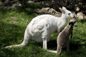 albino wallaby and brown joey