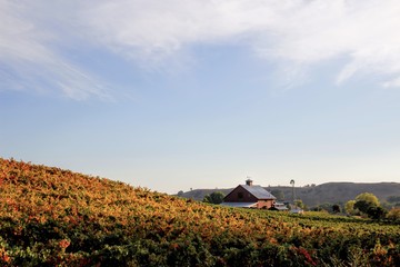 Red barn in an autumn vineyard