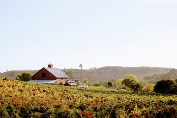 Red barn in an autumn vineyard