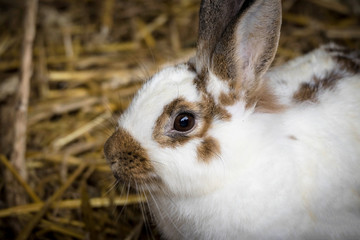 Obraz premium weiß brauner Hase im Stroh