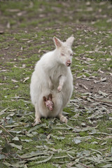 albino wallaby and joey