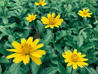 Fototapeta premium Yellow Flower
