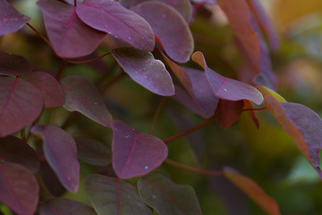 Beautiful golden red nigerian plant  leaves