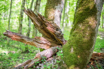 The remains of decomposed tree trunk near living mossy tree