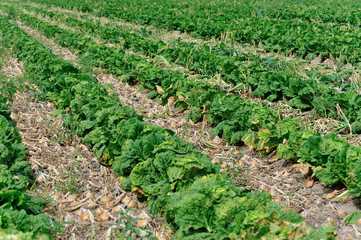 Fototapeta na wymiar chinese cabbage and onion crops in growth at field