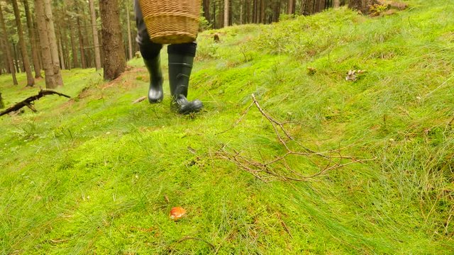 Picking mushrooms in autumn forest. Man in gum boots and white outdoor jacket  find mushroom in moss. Hands cut boletus grow in morning wet forest grass.