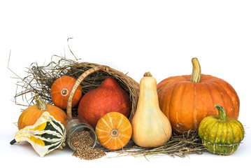Harvest of pumpkins lying on straw in a basket on a white background.