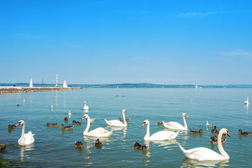 Water birds, swans, ducks and seagulls near the pier of Siofok in light bright water of Balaton lake with yachts and a coast at the background, Hungary.