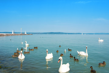 Water birds, swans, ducks and seagulls near the pier of Siofok in light bright water of Balaton lake with yachts and a coast at the background, Hungary.