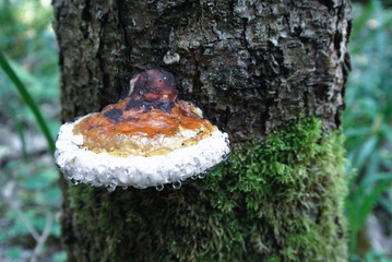 Green forest background with orange mashroom on the tree trunk with water drops, Moscow region, Russia.
