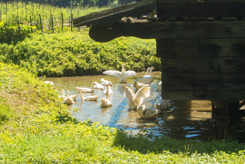 A group of bright white geese in a little pond on sunny summer day, Sibiu, Romania.