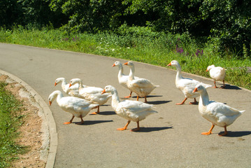 A group of bright white geese crossing the road on sunny summer day, Sibiu, Romania.