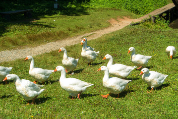 A group of bright white geese going over the green gras in the field on sunny summer day, Sibiu, Romania.